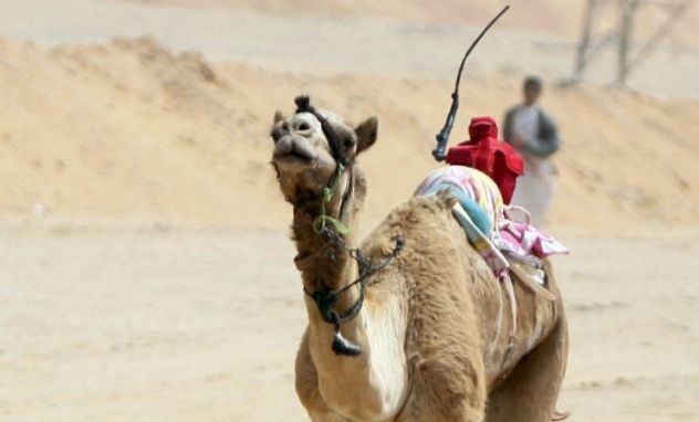 Robot Jockey Camel