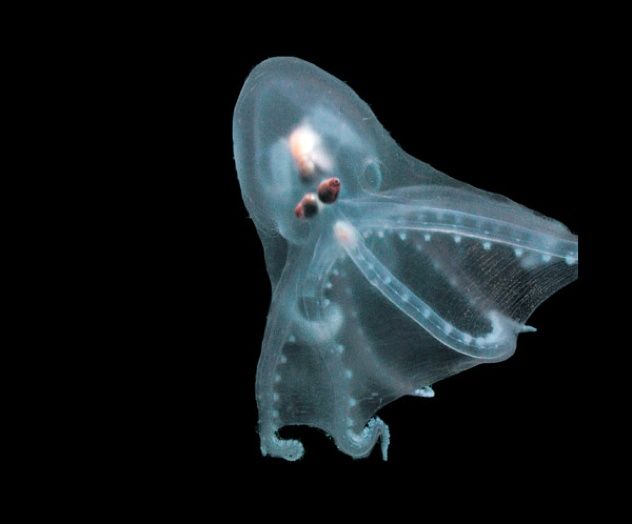 Telescope-Octopus2