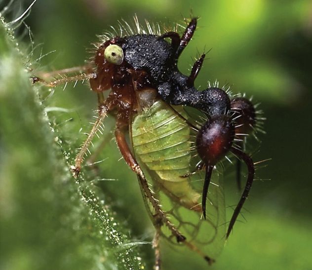 Ant