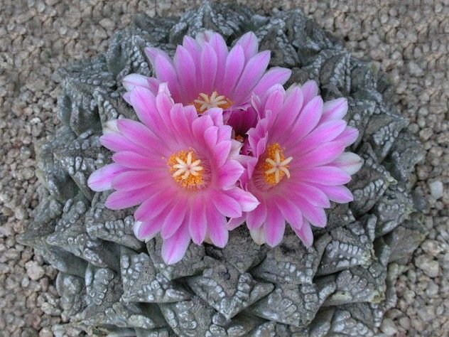 living rock