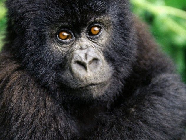Chimp Face