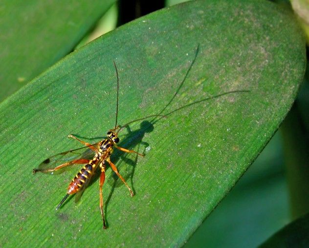 152_parasitic_wasp