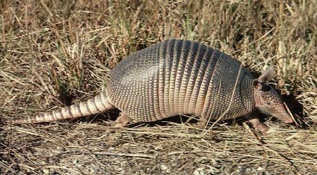 Co Mammals Nine-Banded Armadillo