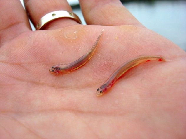 candiru
