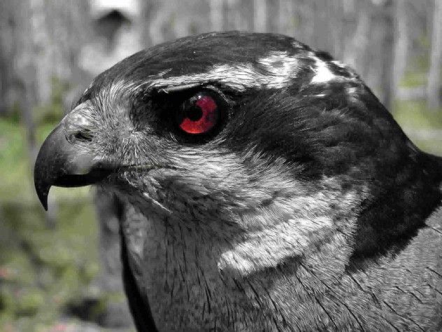 The Northern Goshawk stands as the largest of the forest-dwelling hawks that prey on birds, with an impressive wingspan reaching 4 feet. Its striking appearance is marked by fierce red eyes, dark gray plumage, and powerful talons designed to bring down sizable prey. Known for its aggressive territorial instincts, the Goshawk can become a fearsome force, launching dangerous attacks if it perceives a threat to its nest. With its ferocious nature, this raptor will dive at intruders, delivering devastating blows. Although facing threats like persecution and habitat loss in certain areas, the Northern Goshawk's fierce self-defense instincts are still sharp. Even more unsettling is the fact that Goshawks often start feasting on prey such as ducks while they are still alive.