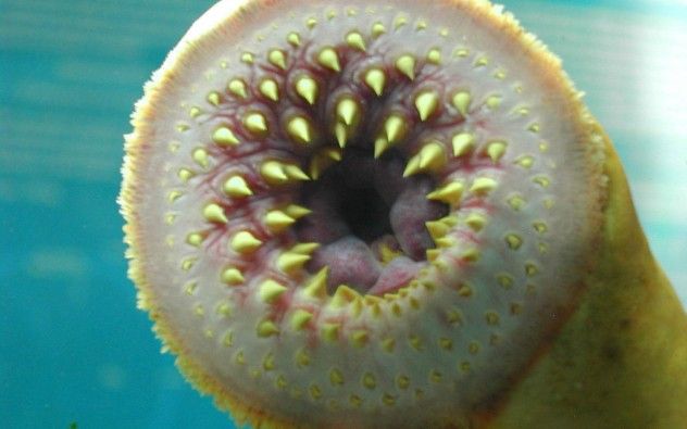 lamprey