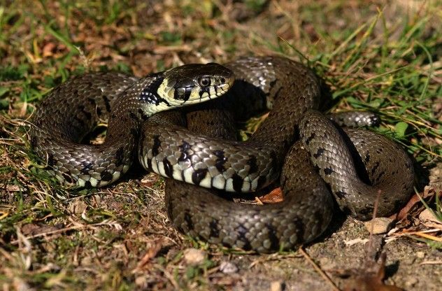 grasssnake