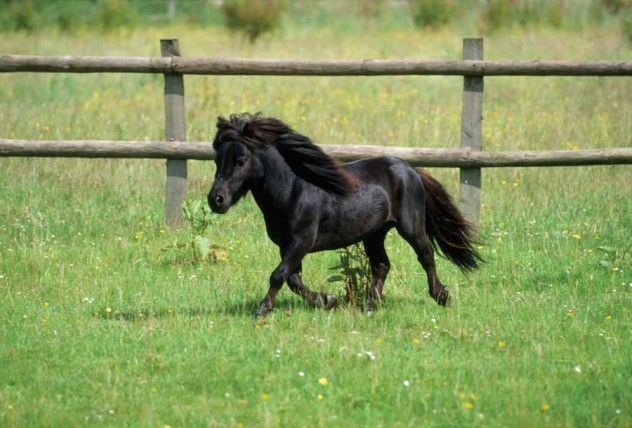 GRIT-JULAUG09-ardea_minihorsepasture_jd-3883