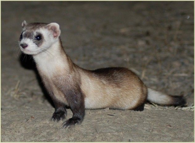 ferret