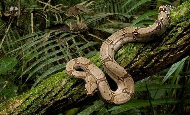 BoaConstrictor