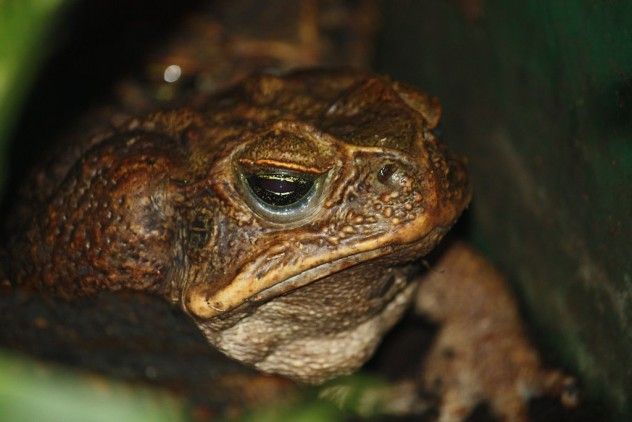 Cane_Toad