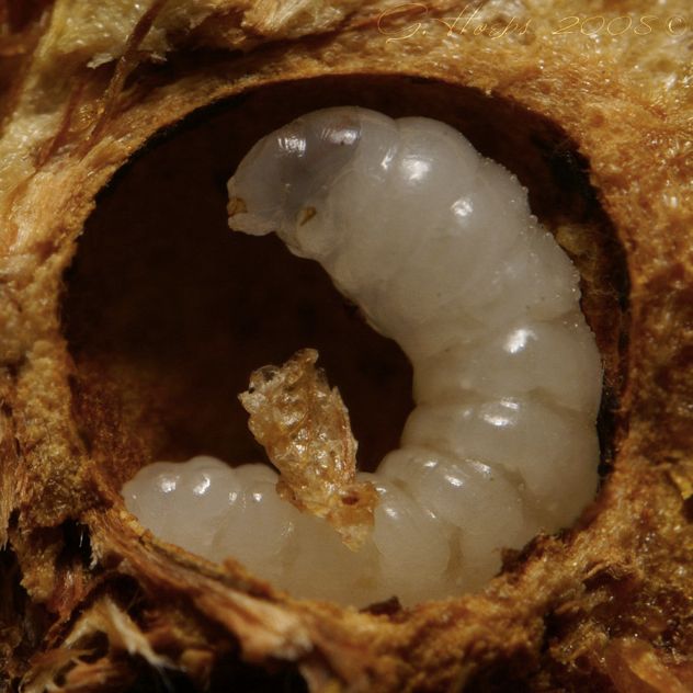Gall Wasp Larva By Webcruiser