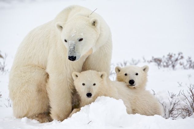 Polar Bear Family