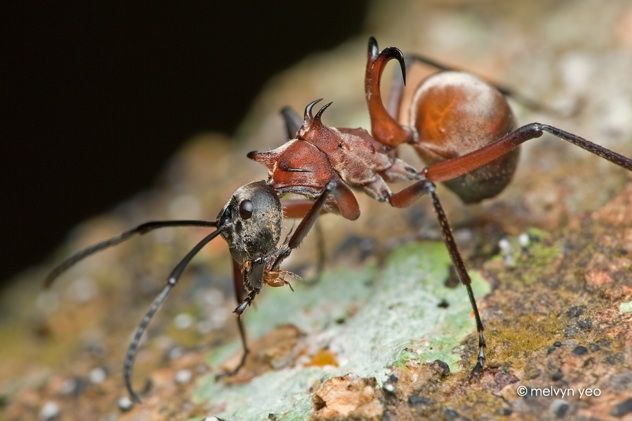 Fish Hook Ant Polyrhachis Bihamata By Melvynyeo-D52P0Ra