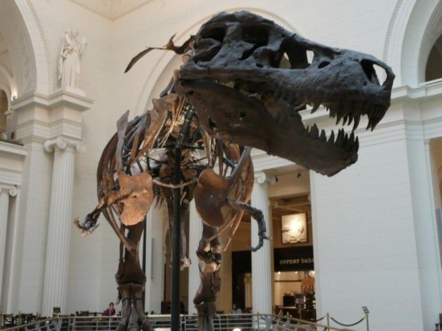 T Rex