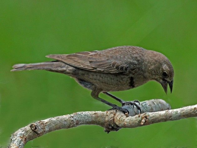 cowbird