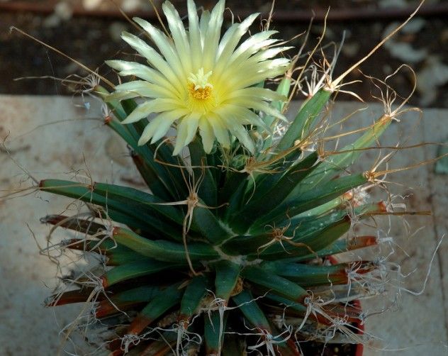 leuchtenbergia_principis