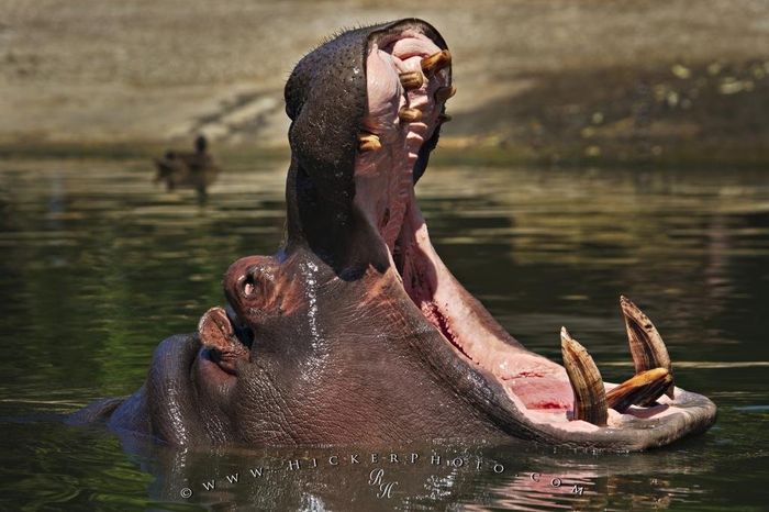 Hippopotamus-Song 16598