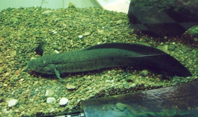 Lungfish1