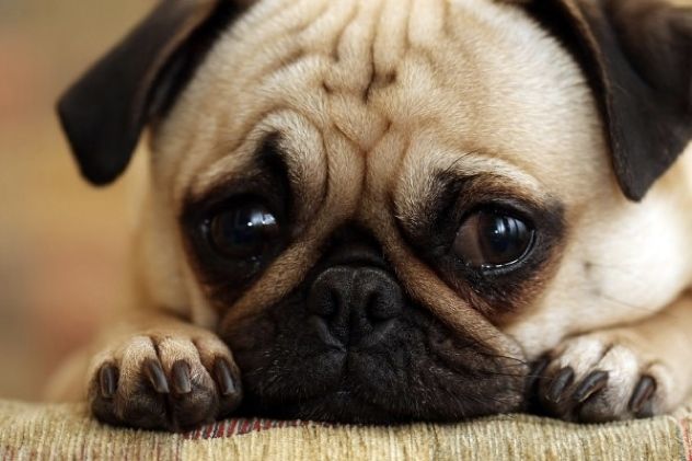 Sad-Dog-Pictures-7