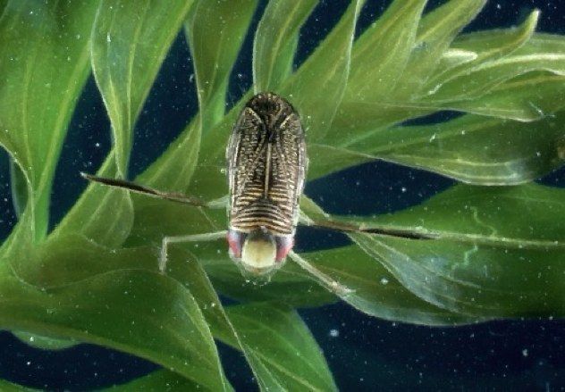 Water Boatman Full