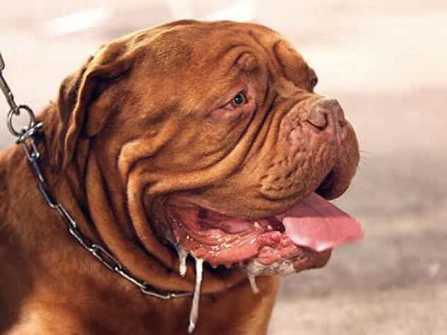 Drooling Dog