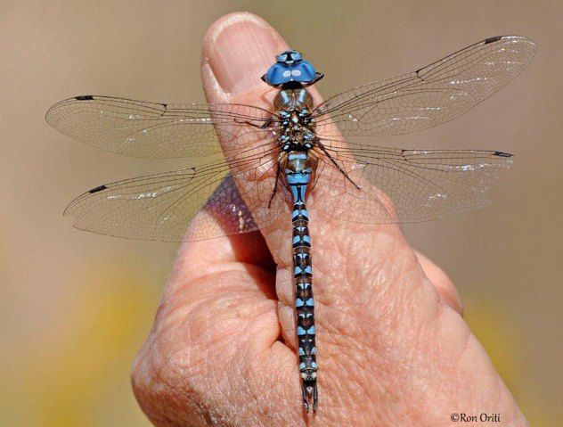 Blue-Eyed Darner Ro