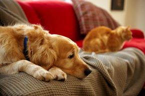 Golden retriever and tabby cat lounging on the sofa