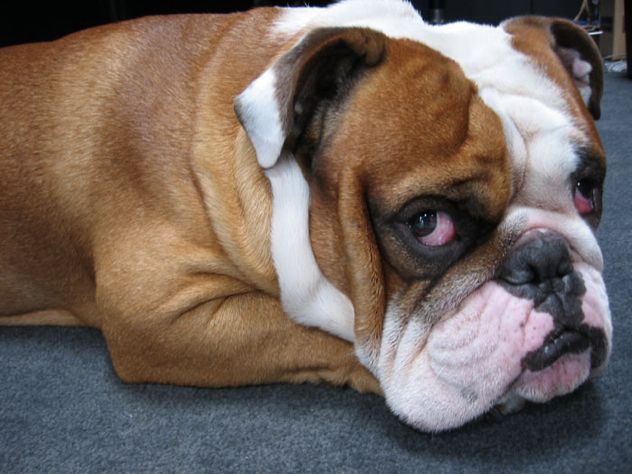 English-Bulldog-Breeders1