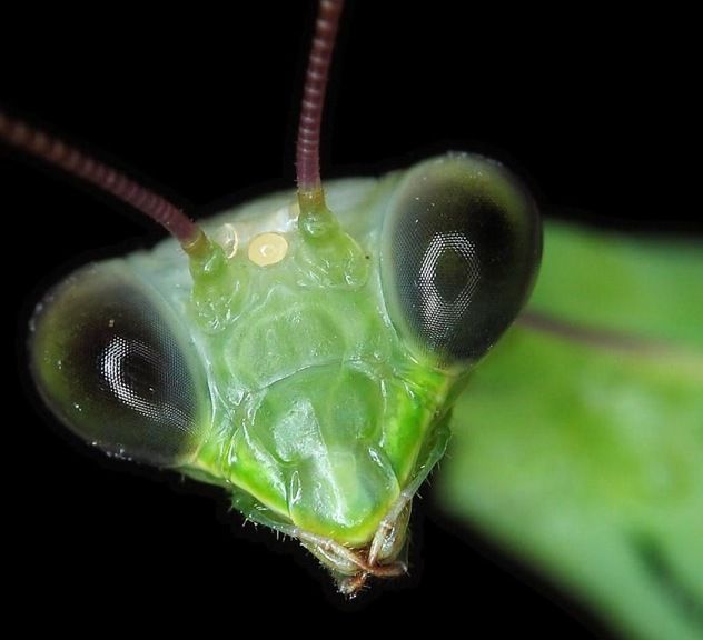 Insect Rights