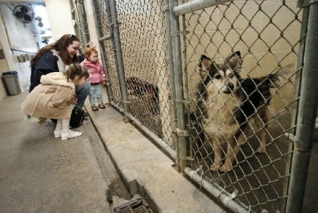 Animal-Shelter