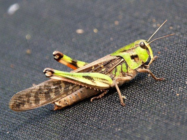 Locusta Migratoria 01
