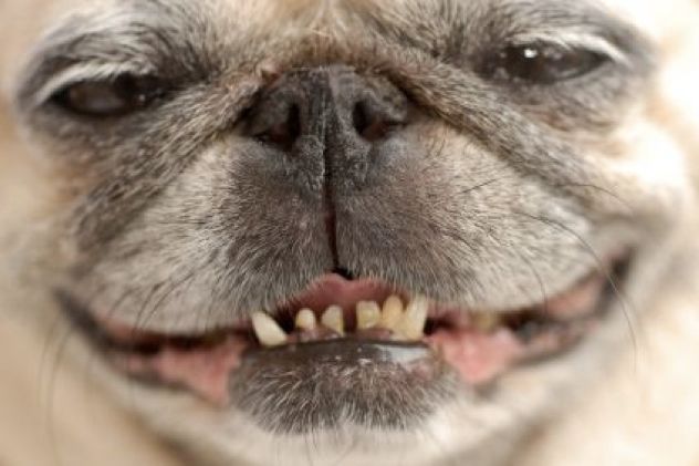 Pug-Face