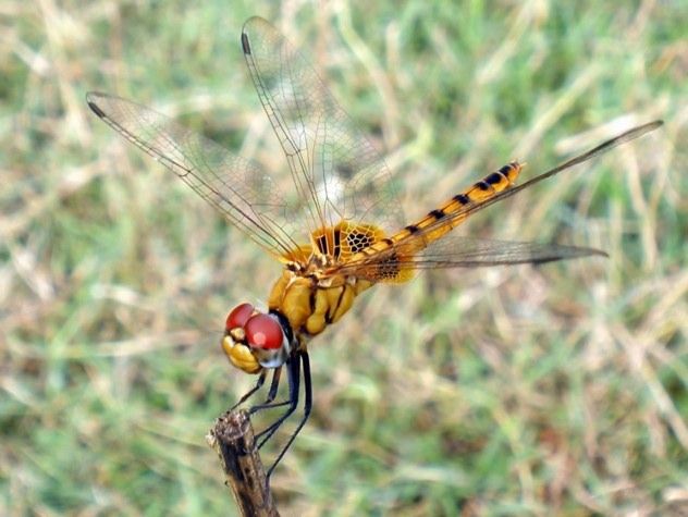Pantala Flavescens - Wandering Glider