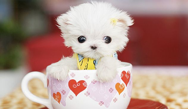 Cute-Puppy-L1