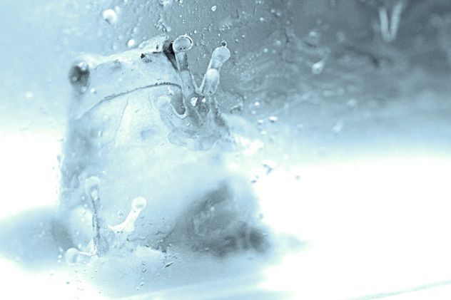 Frozen Frog