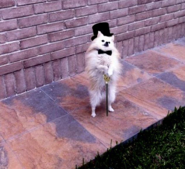 Dapper-Dog
