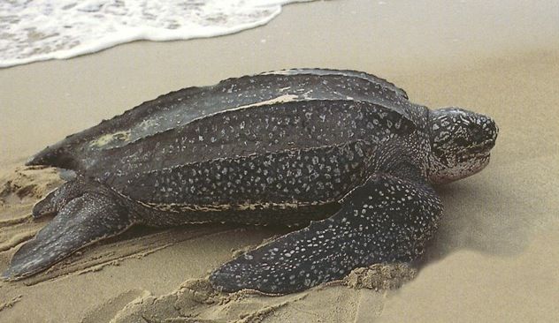 Leatherback Sea Turtle