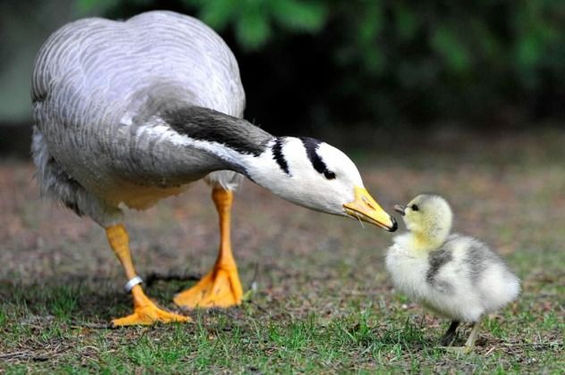 Bar-Headed Goose