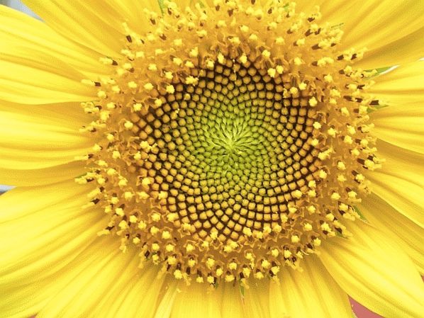 Helianthus Whorl