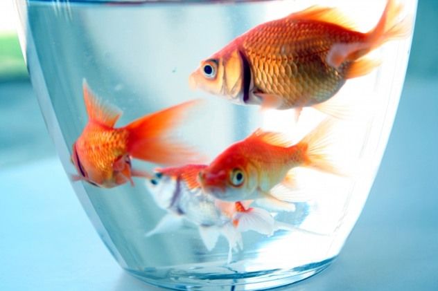 Goldfish1