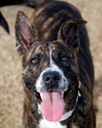 Pit bull with its tongue hanging out