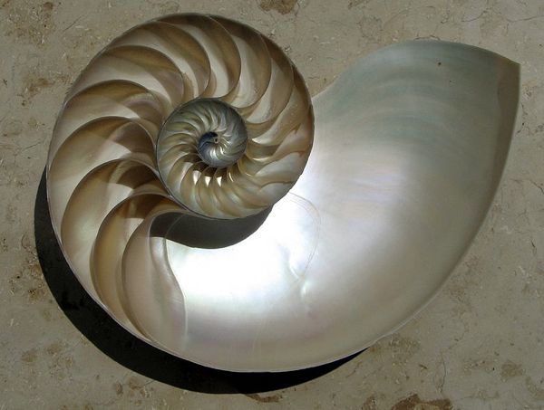 793Px-Nautiluscutawaylogarithmicspiral