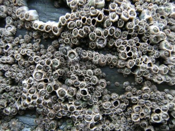 Barnacle-Chthamalus montagui18-02-09