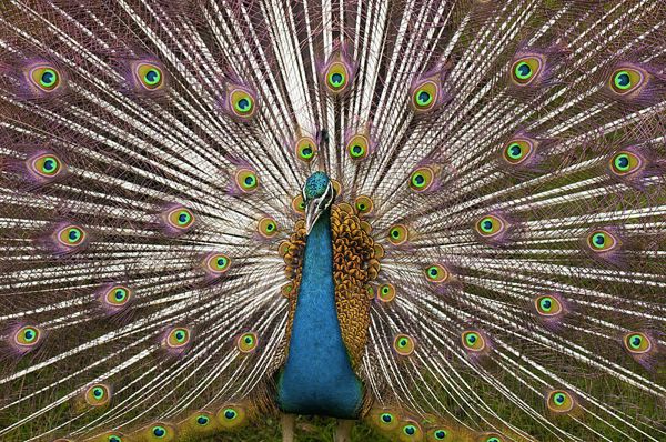 Indian Peacock Plumage