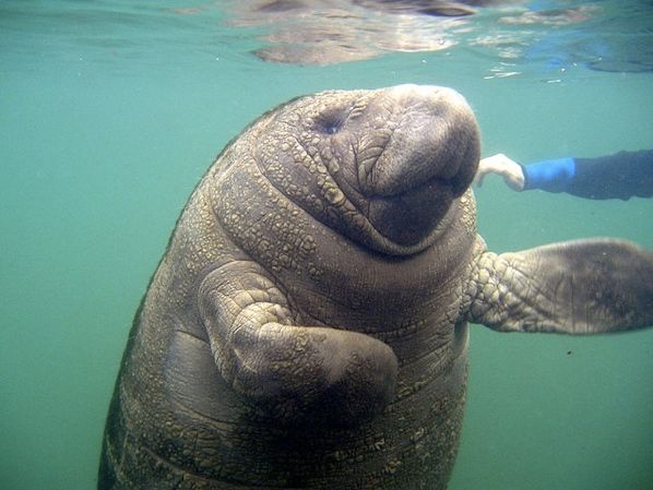 Manatee Up