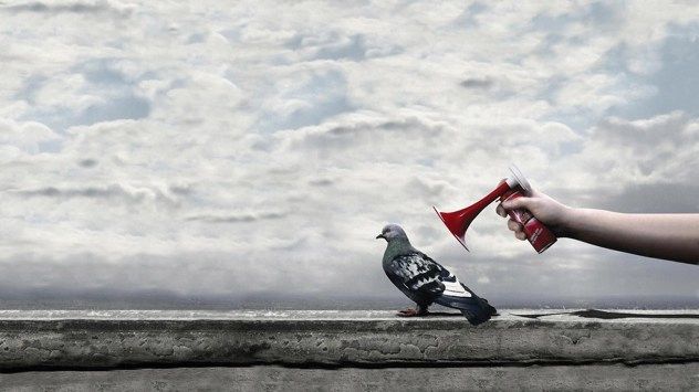Clouds-Birds-Funny-Pigeons-Horn-Air