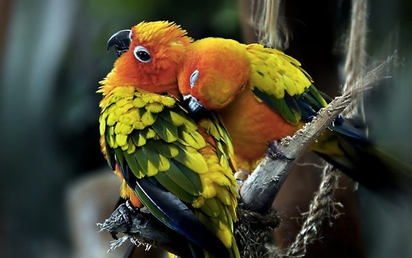 Parrots Couple In Love-Wide