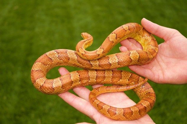 Corn Snake