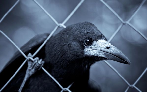 Raven Hd Widescreen Wallpapers 2560X1600